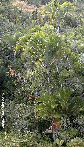 Dypsis sohoensis