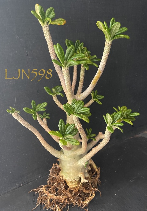 Dorstenia gigas LJN598