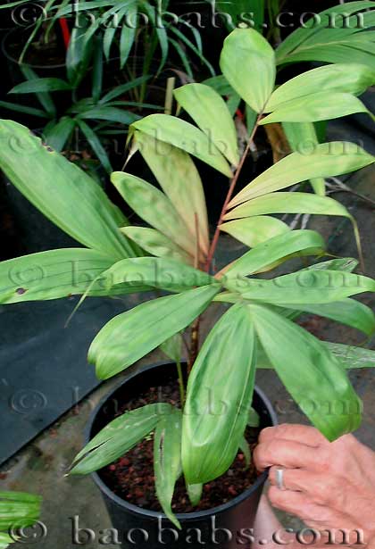 Dypsis sp_pinkcrownshaft