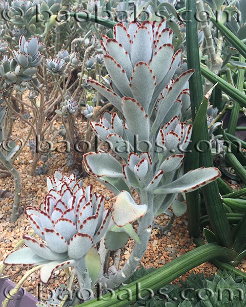 Kalanchoe tomentosa