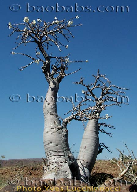 Pachypodium lealii ssp. lealii