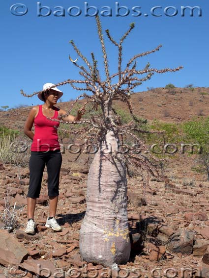 Pachypodium lealii