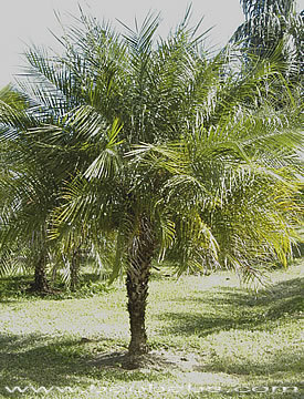 Ravenala sp. 'Honkondambo' – Red Travellers Palm – Buy seeds at