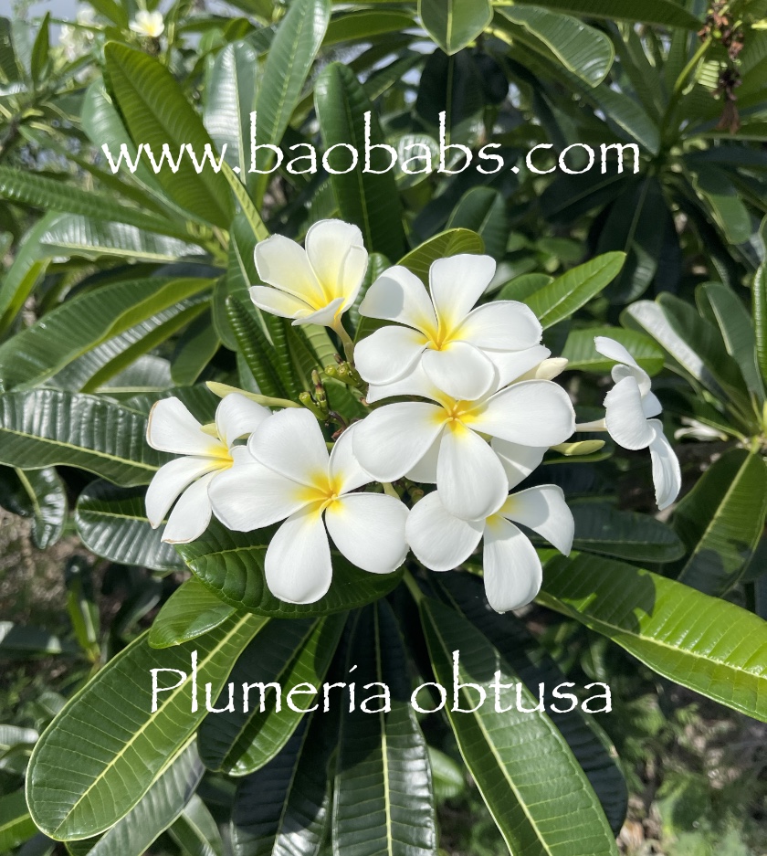 Plumeria obtusa