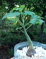 Adenia glauca