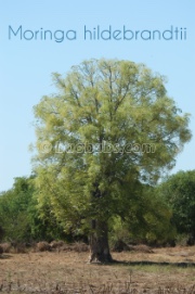 Moringa hildebrandtii
