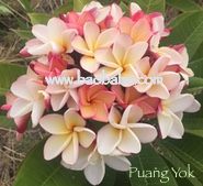 Plumeria rubra PUANG YOK aka POUNG YOK