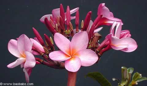 plumeria rubra Passion -  frangipani