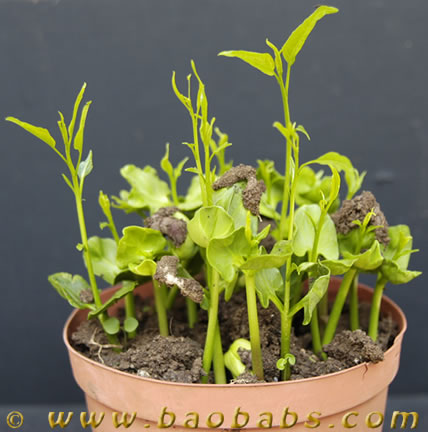 Adansonia grandidieri - seedlings