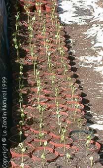 Adansonia grandidieri - young plants 
