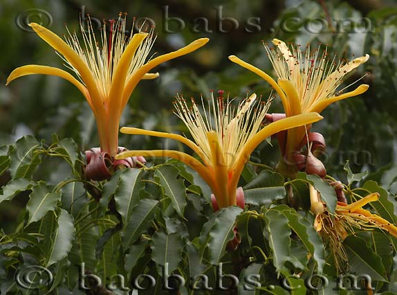 Adansonia za - Flores