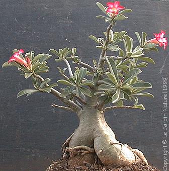 Adenium - Rosa del Desierto