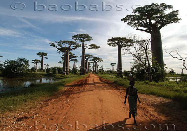 Baobabs - Adansonia grandidieri - Allee des Baobabs - Morondava - Madagascar