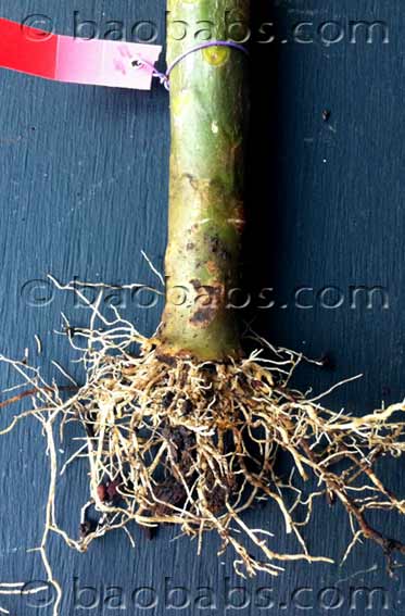 Frangi pani, plumeria live plant with roots as pictures shown ...