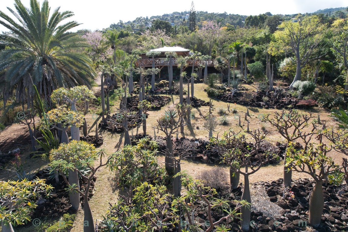 Pachypodiums et Succulentes dans le Jardin