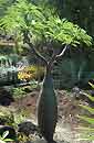 Pachypodium lamerei ramosum