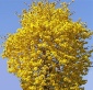 Tabebuia aurea